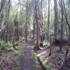 The Rakiura Track